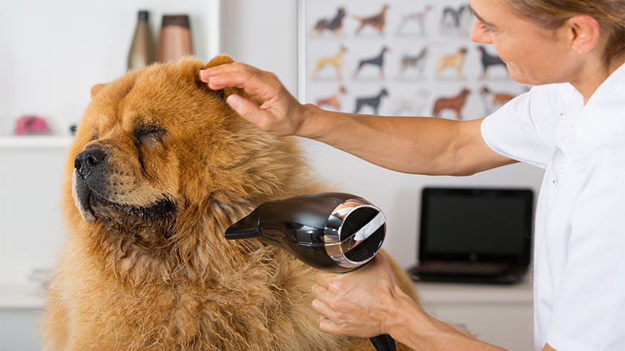 Mobile dog grooming services