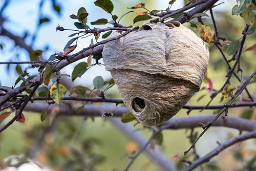 Wasp Nest Removal
