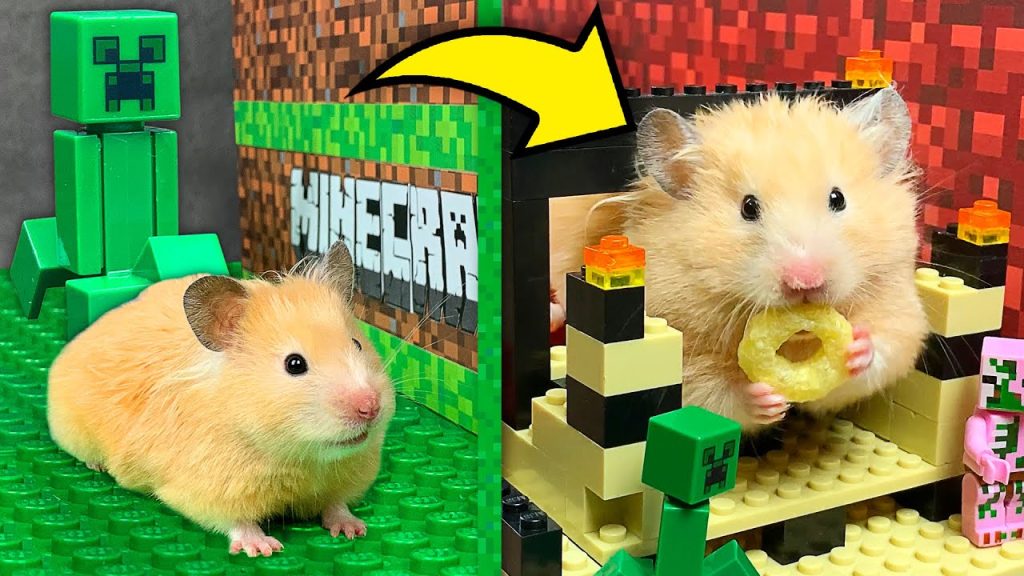 hamster obstacle course 