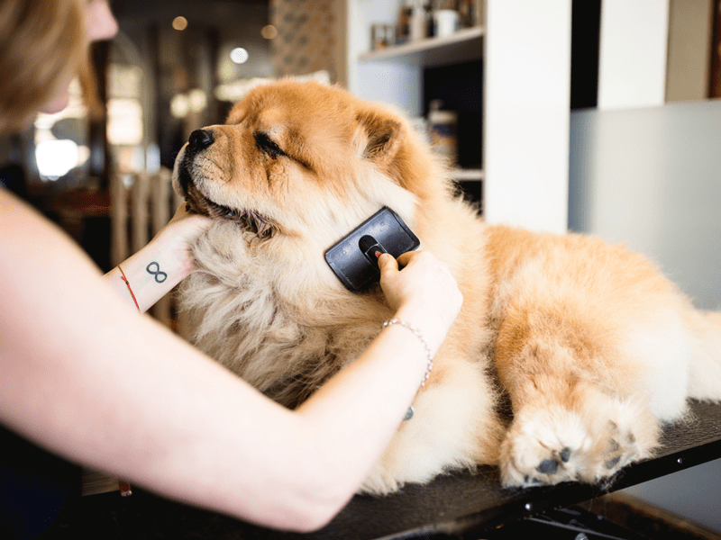 Dog Groomers